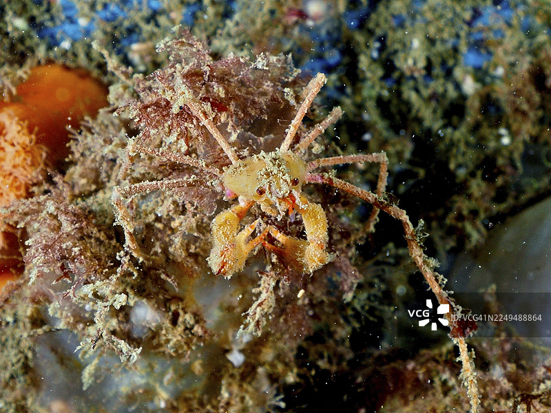 蝎子蜘蛛蟹（Inachus），蜘蛛蟹，在沙质海床上。潜水点 Rinvyle，戈尔韦郡，爱尔兰海，北大西洋，爱尔兰图片素材