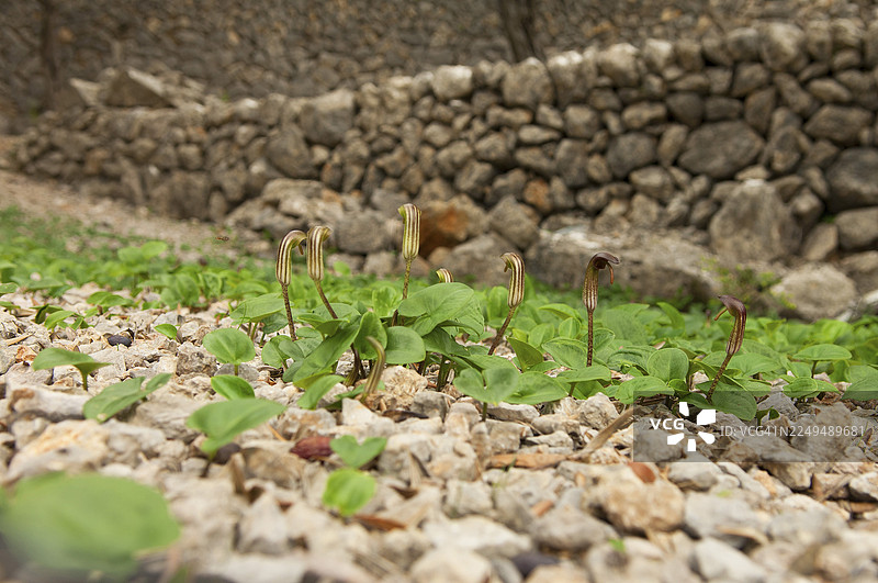 普通卡鲁，普通僧帽，普通修士头巾，普通僧帽（Arisarum vulgare），马略卡岛，巴利阿里群岛，西班牙图片素材