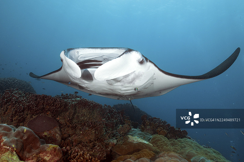 近岸礁纹翅蝠鲼（Mobula alfredi），又称阿氏蝠鲼，俗名鬼蝠鲼，在斐济的浅热带珊瑚礁上游弋，该珊瑚礁拥有造礁硬珊瑚（石珊瑚目）和石珊瑚，位于太平洋斐济的珊瑚礁海域。图片素材