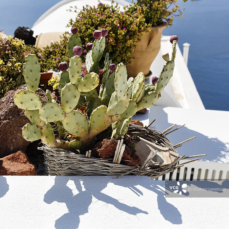 花盆，仙人掌在房屋屋顶上，菲罗斯特法尼，圣托里尼，希腊图片素材