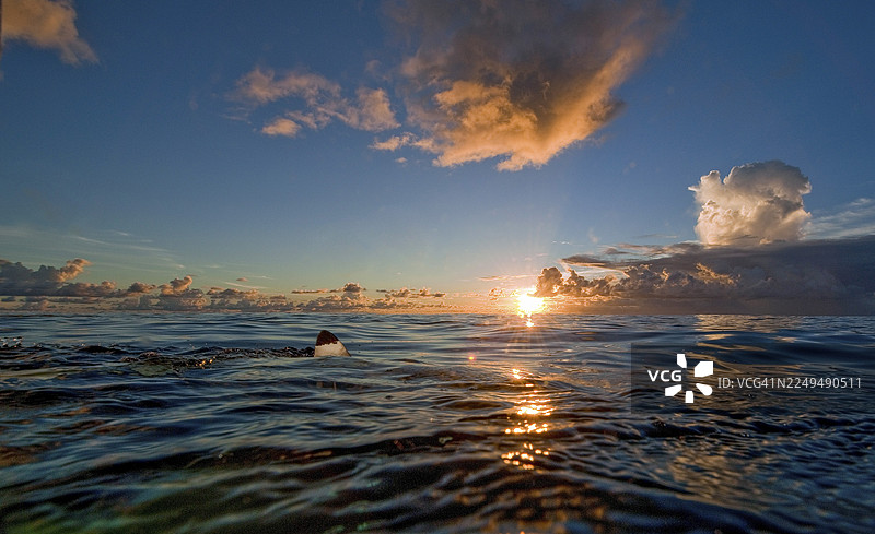 日落时分，太平洋上，密克罗尼西亚联邦，雅浦州，雅浦岛，加罗林群岛，雅浦海沟（深度达8850米）边缘的海面上，可以看到鲨鱼鳍，映衬着热带海的晚霞。图片素材