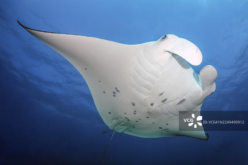逆光拍摄的巨型蝠鲼(Manta birostris)在印度洋马尔代夫的开阔蓝色海水中畅游,以浮游生物为食。图片素材