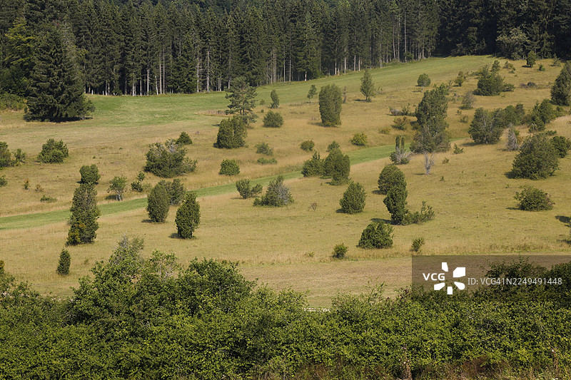 风景、自然、树木、草地、杜松荒原、海因根附近的迪格尔菲尔德、施瓦本汝拉山、巴登-符腾堡州、德国图片素材