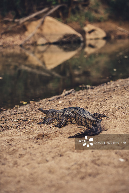 澳大利亚温贾纳峡谷国家公园的内陆地区，鳄鱼在特殊的光线下营造出一种氛围图片素材