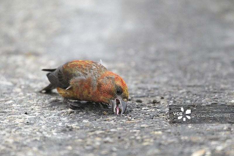 云杉雀（Loxia curvirostra）雄鸟在德国巴伐利亚州阿尔高地区的一条沥青路上啄食矿物质，德国巴伐利亚州阿尔高地区图片素材