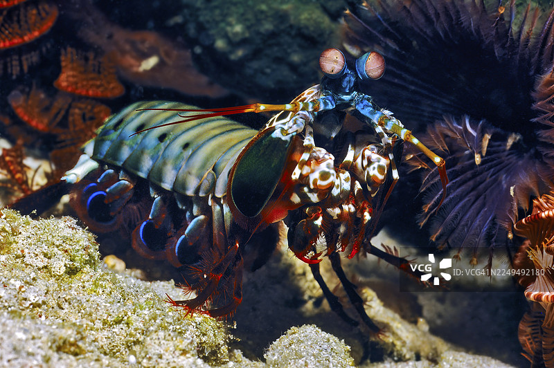 小丑虾（Odontodactylus scyllarus）特写，太平洋，菲律宾海，菲律宾图片素材