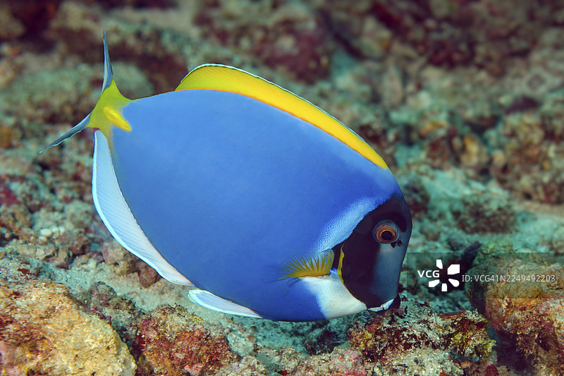 泰国安达曼海印度洋，白喉刺尾鱼（Acanthurus leucosternon）在珊瑚礁中游弋图片素材