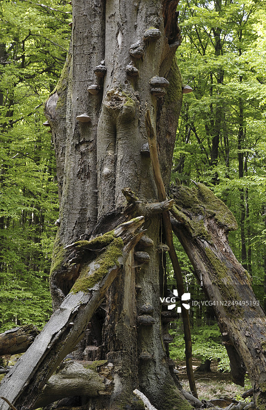 火绒菌（Fomes fomentarius），位于德国黑森州莱因哈德森林的欧洲山毛榉（Fagus）枯木上的树舌。图片素材