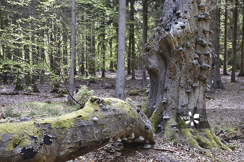 老山毛榉树，长有火绒菌，位于德国梅克伦堡-前波美拉尼亚州达尔斯图片素材
