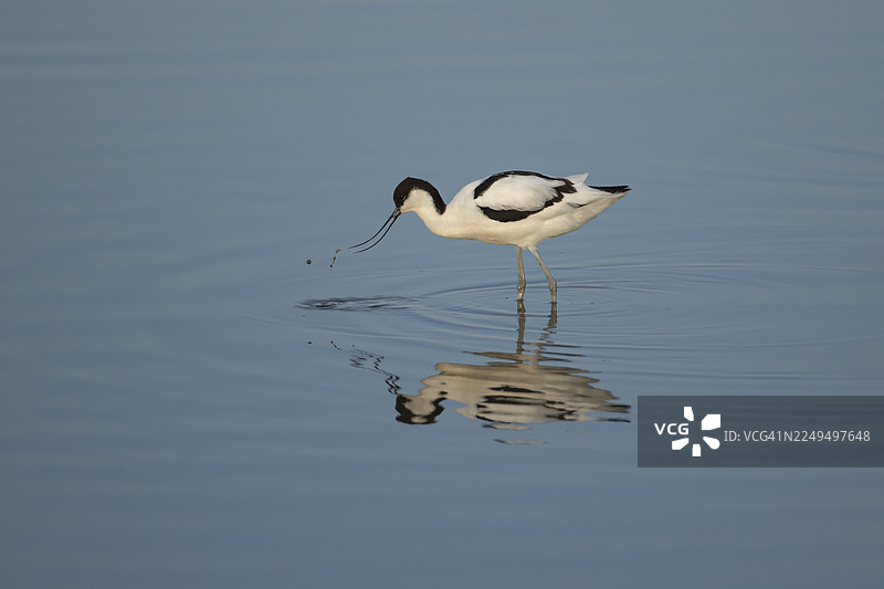 英国英格兰浅水泻湖中觅食的成年黑翅长脚鹬（Recurvirostra avosetta）涉禽图片素材