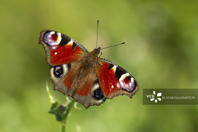 夏季，英国英格兰，孔雀蝶（Aglais io）成虫正在刺叶蓟花上取食。图片素材