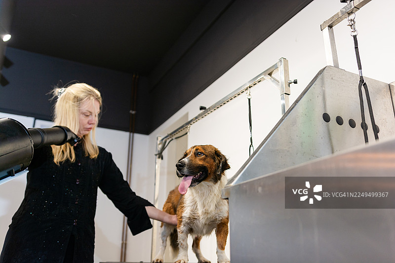 宠物美容师在宠物沙龙为洗澡后的狗狗吹干图片素材