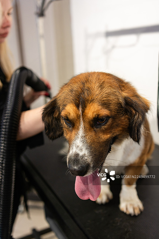 狗狗在宠物沙龙接受专业的美容和烘干图片素材