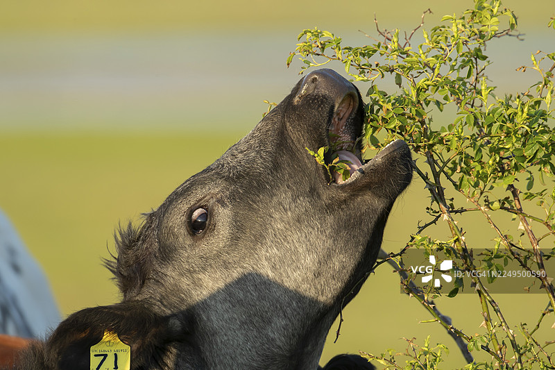 家畜或奶牛（原牛）成年的农场动物在英国英格兰的树篱中啃食野蔷薇灌木图片素材