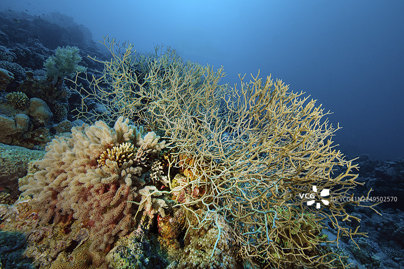 菲律宾维萨亚斯海域，右侧为鹿角珊瑚（Acropora）群体，左侧为软珊瑚（Dendronephthya）群体的珊瑚礁块图片素材