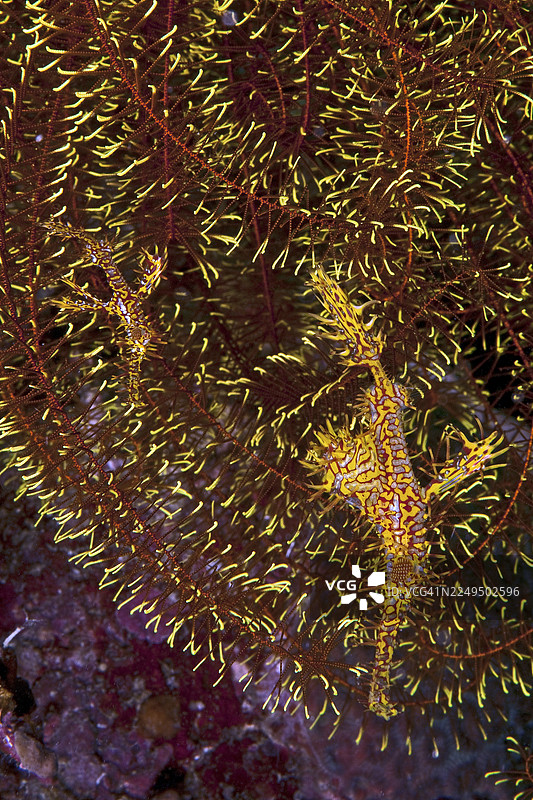 一对锦绣鬼鲉（Solenostomus paradoxus） 锦绣鬼鲉 鬼鲉 左边是体型较小的雄性，右边是体型较大的雌性，太平洋，维萨亚斯，菲律宾图片素材