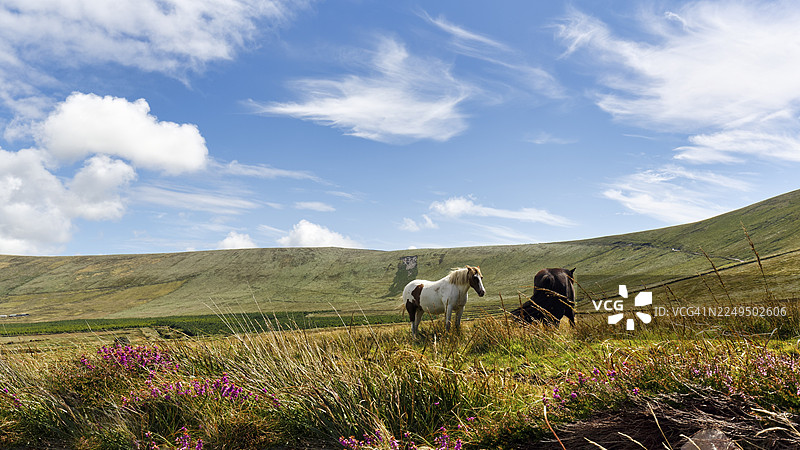 爱尔兰科布马（Tinker，Irish Cob，Gypsy Cob）在伊维拉半岛的草地上吃草，伊维拉半岛，凯里郡，野性大西洋之路，爱尔兰的肖像照图片素材