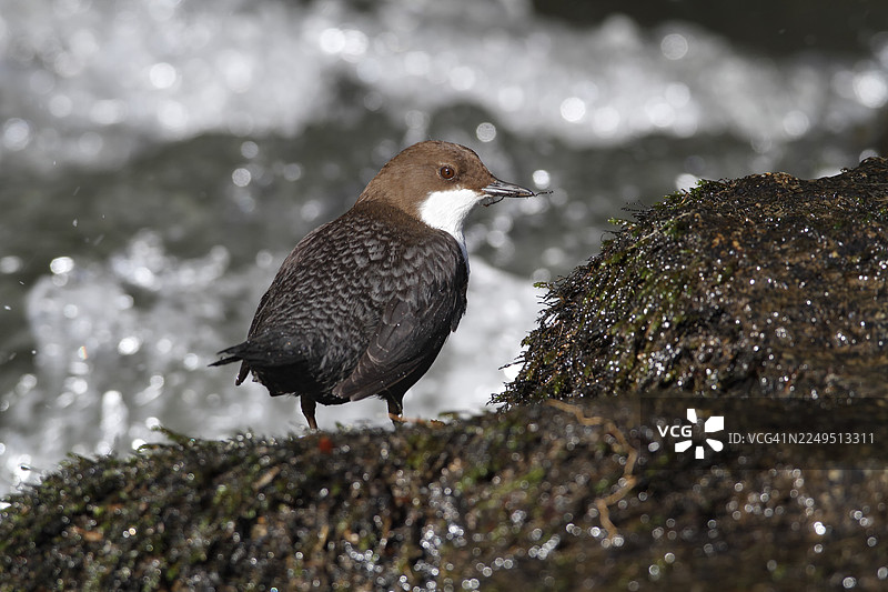 白喉河乌（Cinclus cinclus）在萨克森瑞士、易北砂岩山脉、萨克森州、德国的山间溪流岸边，栖息在长满苔藓的石头上图片素材