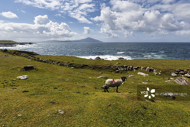 绵羊（Ovis aries），黑头黑角，在草甸上，海岸线，全景大西洋车道，阿基尔岛南部，梅奥郡，野性大西洋之路，大西洋，爱尔兰图片素材