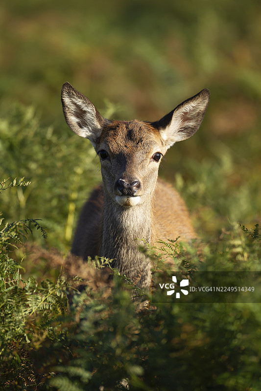 英国，联合王国， Bracken 中的红鹿（Cervus elaphus）幼崽图片素材