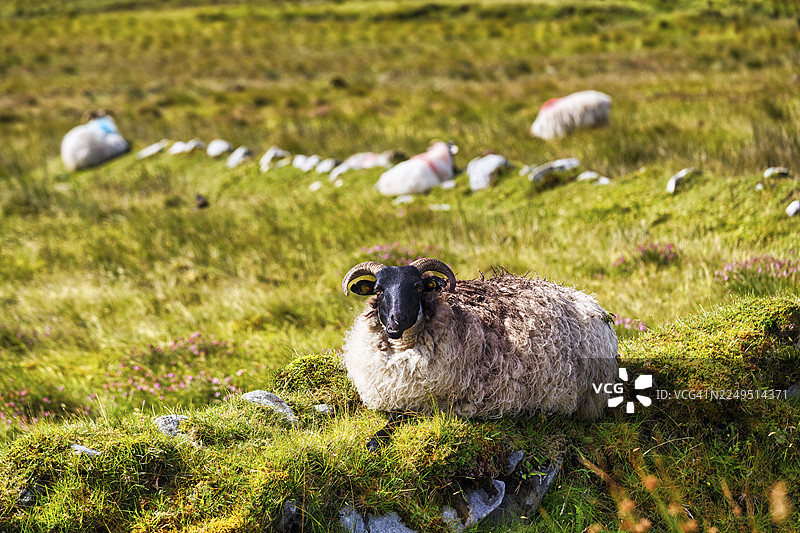 绵羊（Ovis aries），黑头黑角，位于爱尔兰梅奥郡阿基尔岛斯利夫莫尔山的草甸上图片素材