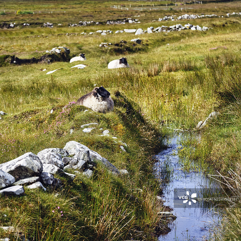 绵羊（Ovis aries）在爱尔兰梅奥郡阿基尔岛斯利夫莫尔溪边草地上图片素材