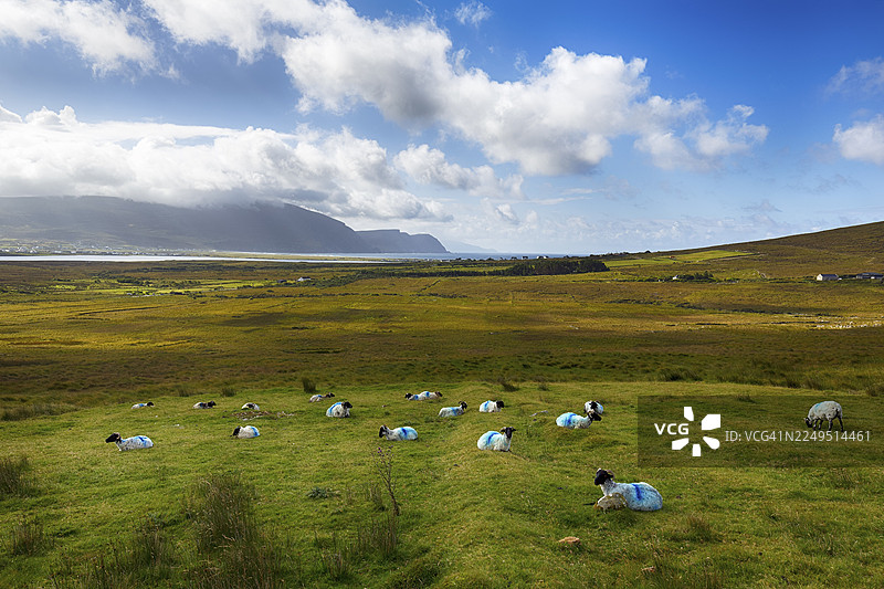 蓝标记绵羊(Ovis aries)在草地上,地平线上是海岸线,斯利夫莫尔,阿凯尔,阿基尔岛,梅奥,爱尔兰图片素材