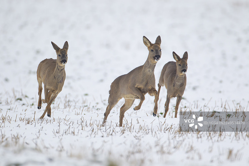 一只成年雌性欧洲狍（Capreolus capreolus）和两只幼年小狍在英国英格兰冬季的雪地农田里奔跑图片素材
