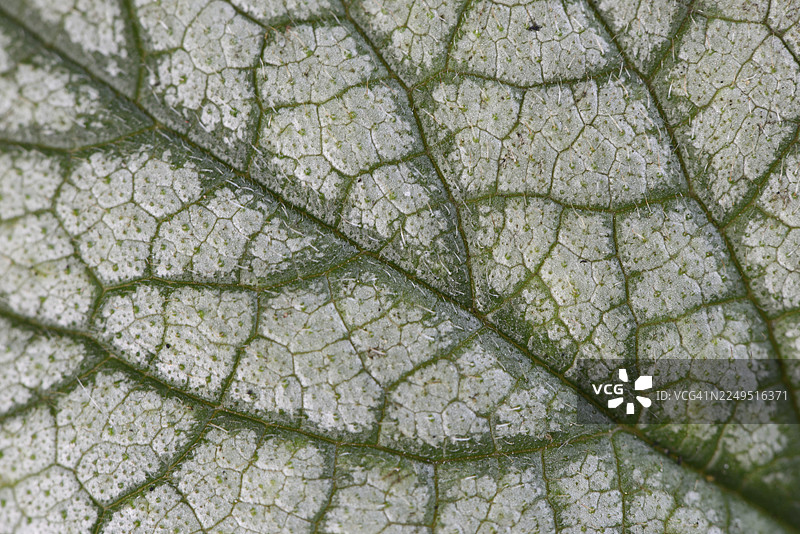 勿忘我（Brunnera macrophylla Jack Frost），叶片图案，德国下萨克森州埃姆斯兰图片素材