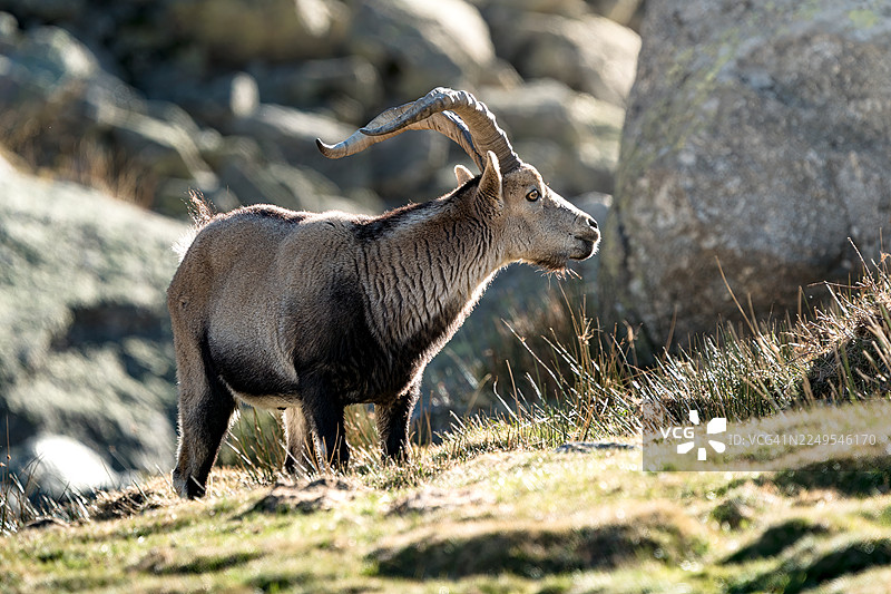 岩石斜坡上的野生伊比利亚羱羊雄性图片素材