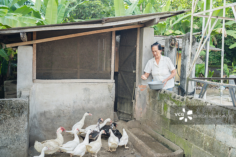 女人喂鸭子图片素材