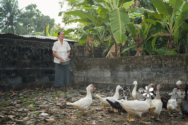 一位女士在乡村地区喂养一群鸭子图片素材