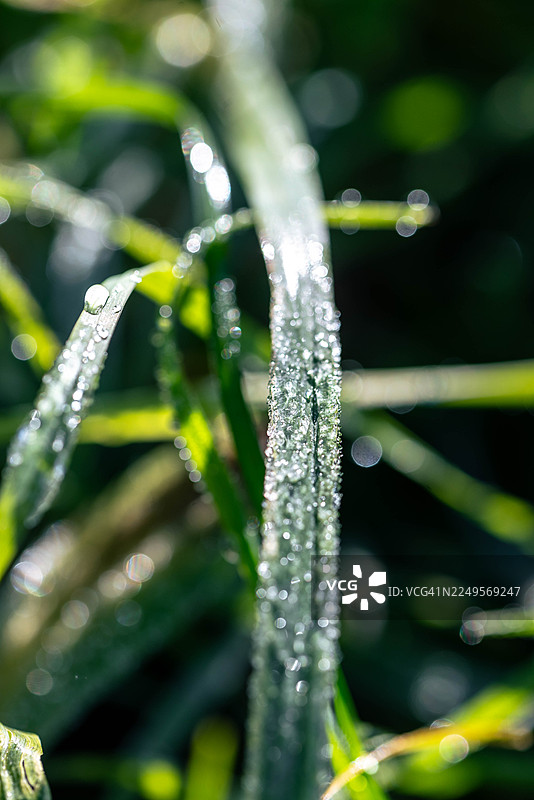 草叶上的霜滴图片素材