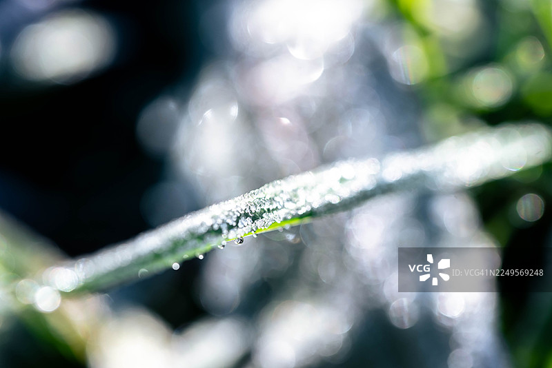 草叶上的霜滴图片素材
