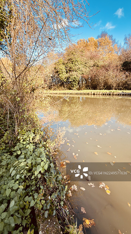 宁静的考文垂运河水面倒映着林地景色，水面上漂浮着秋天的落叶，岸边生长着毒荨麻和常春藤。图片素材