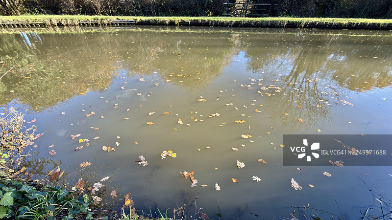考文垂运河水面如镜，倒映着水面上漂浮的秋叶，岸边生长着天南星和常春藤的林地景象图片素材
