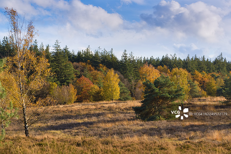荷兰阿珀尔多伦Het Leesten附近的秋叶图片素材