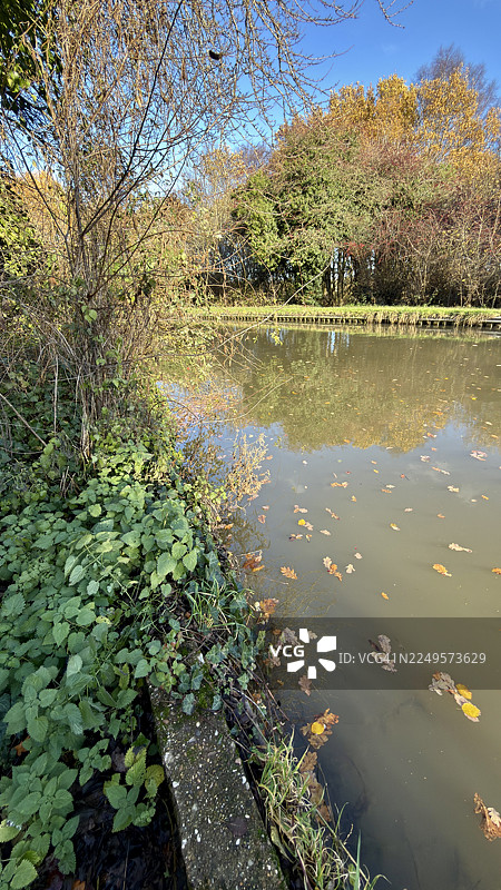 考文垂运河的一段，河水倒映着两岸的树木，漂浮着秋天的落叶，岸边生长着常春藤和狗毛草。图片素材
