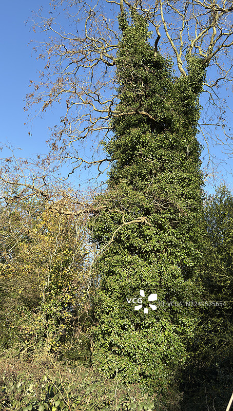 林地区域，树木被常春藤覆盖，周围区域杂草丛生图片素材