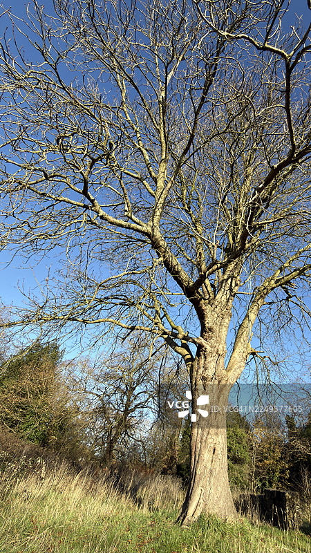 废弃杂草丛生的林间草地上马栗树的风景照图片素材