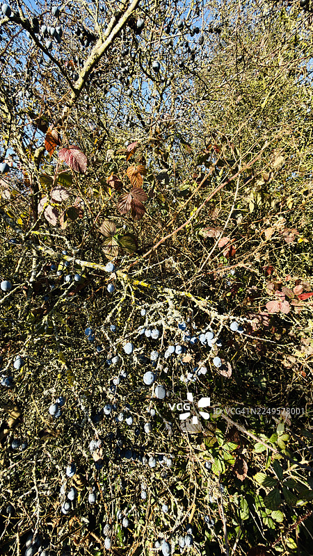 黑刺李（Sloe）的黑刺李近景图片素材
