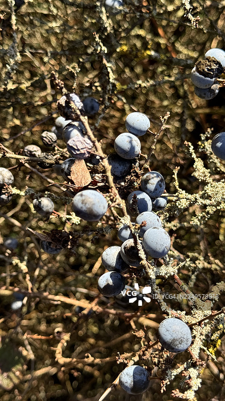 黑刺李（sloe）近景特写图片素材