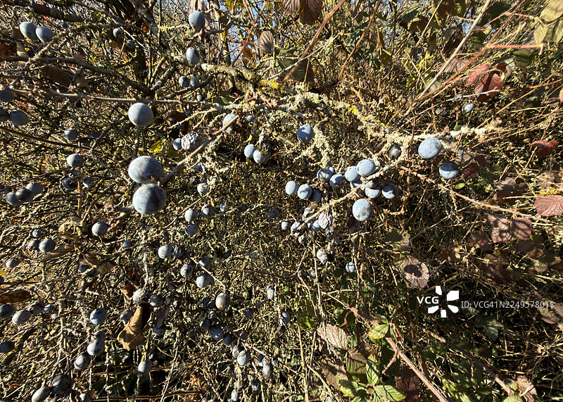 黑刺莓近景图片素材