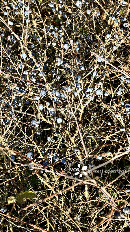 近距离拍摄的黑刺李灌木的黑莓（斯洛）图片素材