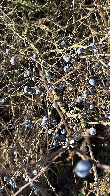 近距离拍摄的黑刺李树的黑莓，也称斯洛埃图片素材