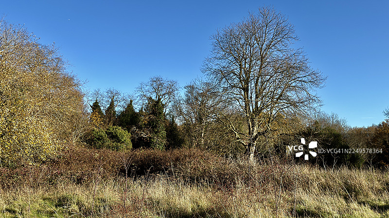 被遗弃的、杂草丛生的林间草地上，马栗树的风景照图片素材