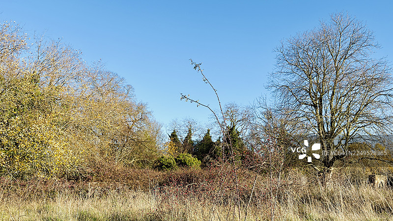 废弃的、杂草丛生的林间草地上马栗树的风景照图片素材