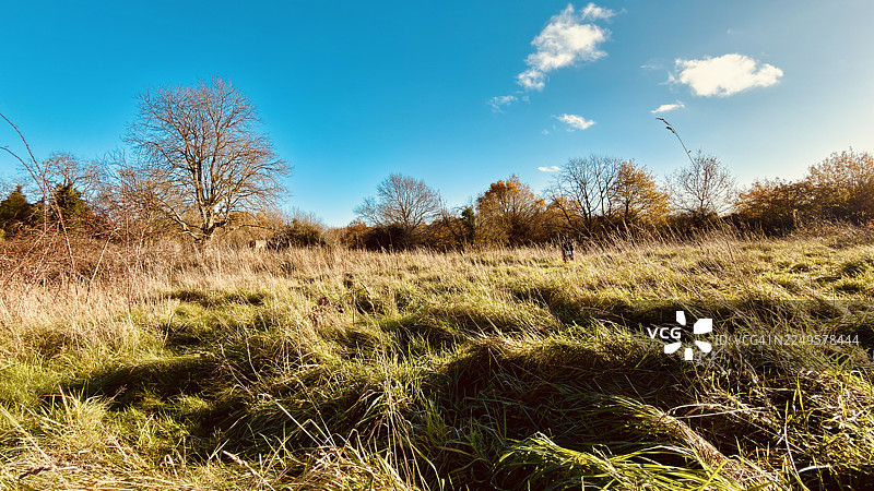 废弃杂草丛生的林间草地上，欧洲七叶树的风景照图片素材