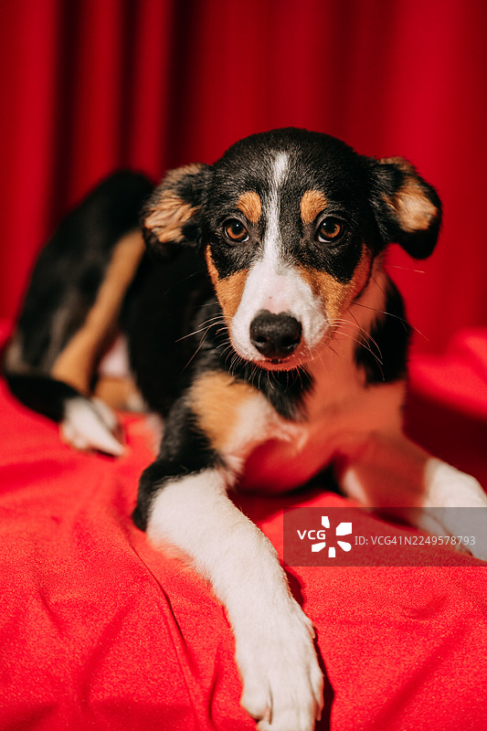 黑褐色的幼犬躺在红色的背景上图片素材