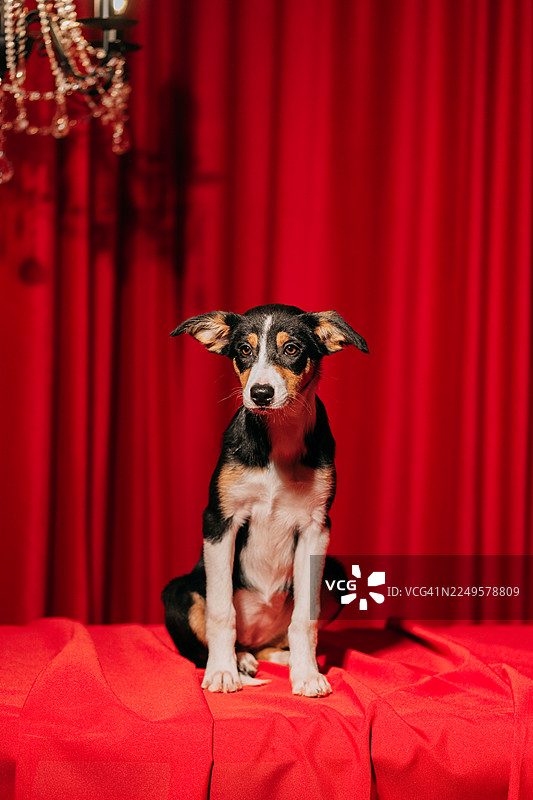 小狗在红色舞台上摆姿势，背景有吊灯图片素材